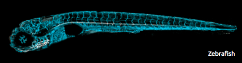 Zebrafish